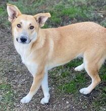 NICI, Hund, Mischlingshund in Berlin - Bild 44