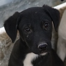 OPHELIA, Hund, Mischlingshund in Griechenland - Bild 1