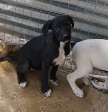 OPHELIA, Hund, Mischlingshund in Griechenland - Bild 11