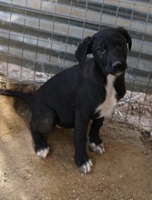 OPHELIA, Hund, Mischlingshund in Griechenland - Bild 12