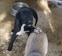 OPHELIA, Hund, Mischlingshund in Griechenland - Bild 13