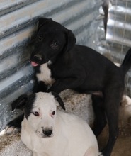 OPHELIA, Hund, Mischlingshund in Griechenland - Bild 18