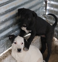 OPHELIA, Hund, Mischlingshund in Griechenland - Bild 19