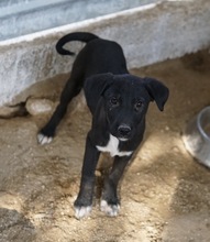 OPHELIA, Hund, Mischlingshund in Griechenland - Bild 2