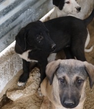 OPHELIA, Hund, Mischlingshund in Griechenland - Bild 20