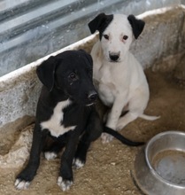 OPHELIA, Hund, Mischlingshund in Griechenland - Bild 21