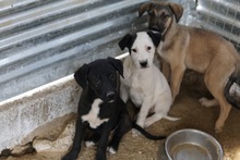 OPHELIA, Hund, Mischlingshund in Griechenland - Bild 22