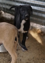 OPHELIA, Hund, Mischlingshund in Griechenland - Bild 3