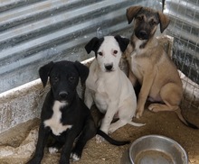 OPHELIA, Hund, Mischlingshund in Griechenland - Bild 5
