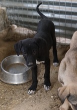 OPHELIA, Hund, Mischlingshund in Griechenland - Bild 7