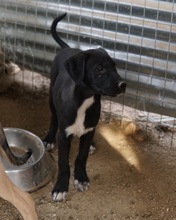 OPHELIA, Hund, Mischlingshund in Griechenland - Bild 9