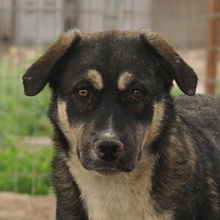 SUSI, Hund, Mischlingshund in Griechenland - Bild 1
