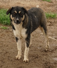 SUSI, Hund, Mischlingshund in Griechenland - Bild 10