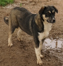 SUSI, Hund, Mischlingshund in Griechenland - Bild 12