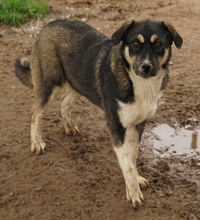 SUSI, Hund, Mischlingshund in Griechenland - Bild 13