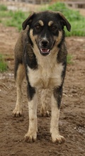 SUSI, Hund, Mischlingshund in Griechenland - Bild 15