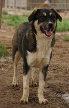 SUSI, Hund, Mischlingshund in Griechenland - Bild 16