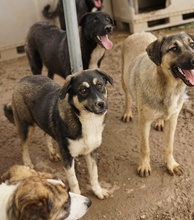 SUSI, Hund, Mischlingshund in Griechenland - Bild 17