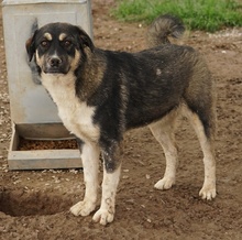 SUSI, Hund, Mischlingshund in Griechenland - Bild 2