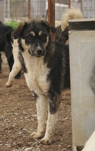 SUSI, Hund, Mischlingshund in Griechenland - Bild 3