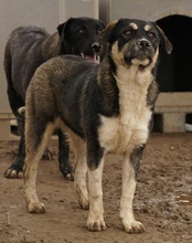 SUSI, Hund, Mischlingshund in Griechenland - Bild 5