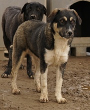 SUSI, Hund, Mischlingshund in Griechenland - Bild 6