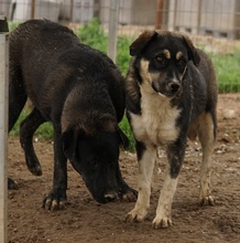 SUSI, Hund, Mischlingshund in Griechenland - Bild 7