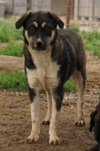 SUSI, Hund, Mischlingshund in Griechenland - Bild 9