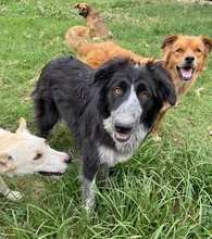 LESSA, Hund, Mischlingshund in Griechenland - Bild 3