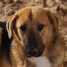 TALLI, Hund, Mischlingshund in Griechenland - Bild 1