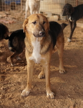 TALLI, Hund, Mischlingshund in Griechenland - Bild 10