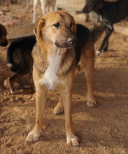 TALLI, Hund, Mischlingshund in Griechenland - Bild 11
