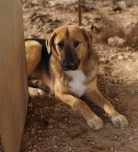TALLI, Hund, Mischlingshund in Griechenland - Bild 12