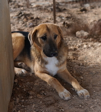 TALLI, Hund, Mischlingshund in Griechenland - Bild 13