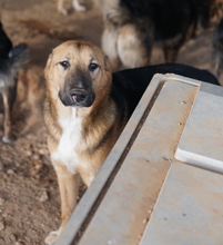 TALLI, Hund, Mischlingshund in Griechenland - Bild 14