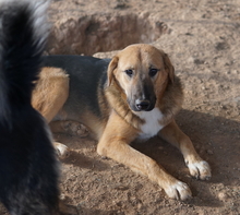 TALLI, Hund, Mischlingshund in Griechenland - Bild 2