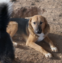 TALLI, Hund, Mischlingshund in Griechenland - Bild 3