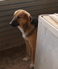 TALLI, Hund, Mischlingshund in Griechenland - Bild 5