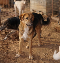 TALLI, Hund, Mischlingshund in Griechenland - Bild 6
