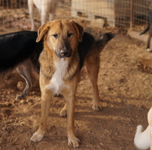 TALLI, Hund, Mischlingshund in Griechenland - Bild 7