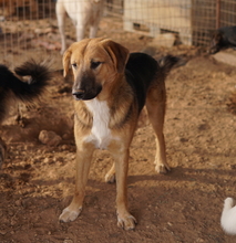 TALLI, Hund, Mischlingshund in Griechenland - Bild 8