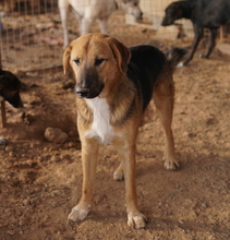 TALLI, Hund, Mischlingshund in Griechenland - Bild 9
