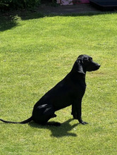 SUNNY2, Hund, Pointer in Seßlach - Bild 11