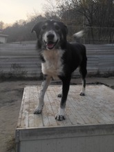 RAIDER, Hund, Mischlingshund in Rumänien - Bild 15