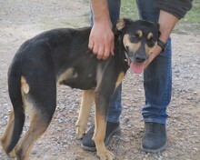 LLESCA, Hund, Mischlingshund in Spanien - Bild 2