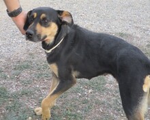LLESCA, Hund, Mischlingshund in Spanien - Bild 4