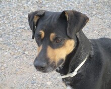 LLESCA, Hund, Mischlingshund in Spanien - Bild 5