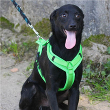 ROCCO, Hund, Mischlingshund in Portugal - Bild 1