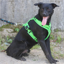 ROCCO, Hund, Mischlingshund in Portugal - Bild 2