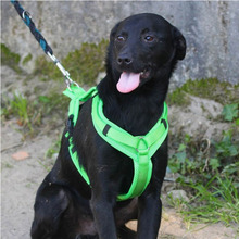 ROCCO, Hund, Mischlingshund in Portugal - Bild 3